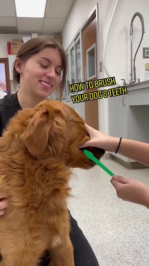 Dog Teeth Brushing: A Step-by-Step Guide
