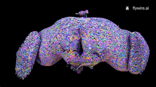 Researchers have reconstructed the complete wiring diagram, or connectome, of the fruit fly’s adult brain—a feat akin to mapping all the buildings, avenues, and streets in a complex city. Learn more: https://scim.ag/48YfsXy #ScienceMagArchives | Science