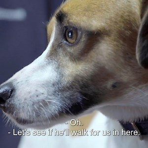 Lionel was saved from the pound in shocking condition 💔 He's still very traumatised, and now his leg doesn't work properly: what happened to him? 😢 | Bondi Vet