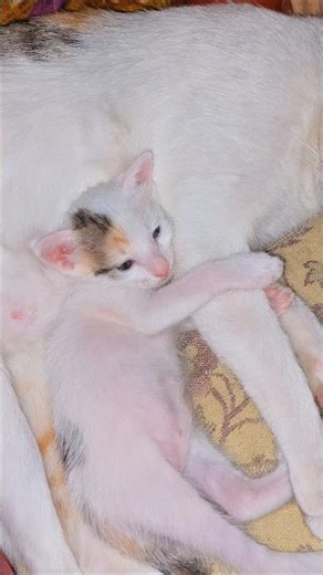 Lovely #cat #shorts #trending #viral #funny