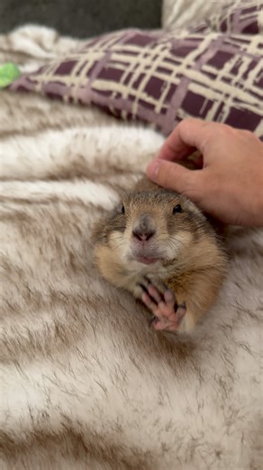 272K views · 15K reactions | Biiig stretch and belly rubs for Poppy the Prairie Dog 珞❤️ | Poppy the Prairie Dog | Facebook