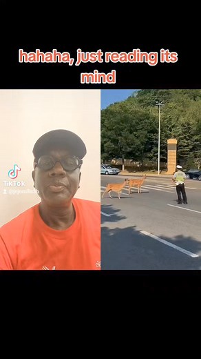 71 reactions | Permissions to the zebra crossing | Jojo Mills-robertson | Facebook