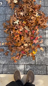 5.8K views · 67 reactions | Crunchy leaves ASMR  | University of Arkansas | Facebook