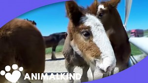 Meet Budweiser's littlest Clydesdales - 1Funny.com