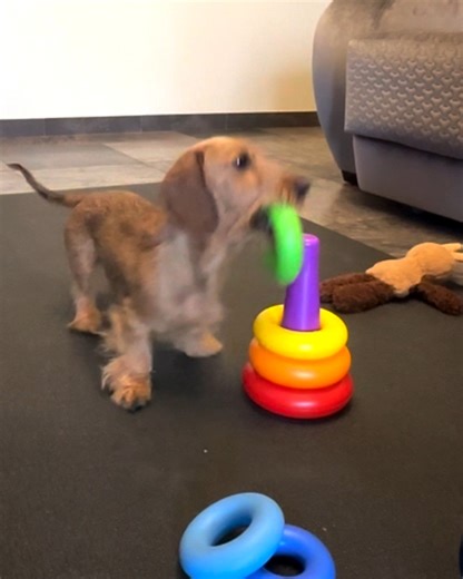 He surprised everyone with his cleverness! A little dog entertains himself as if he were a child, knocking down and rebuilding a toy pyramid. Subscribe for more: http://bit.ly/yt-positive | Positive