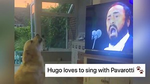 Operatic dog sings a perfect duet of ‘Nessun dorma’ with Luciano Pavarotti