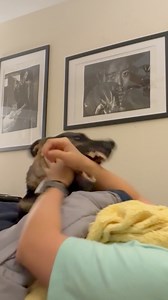 If there are no problems, we simply invent one 🥴 #gsdlove #germanshepherd #funnydog #sillydog #weirddog #dogshenanigans #dogplaytime #fyp #lexithegsd #chaoticenergy | Jennifer and Lexi