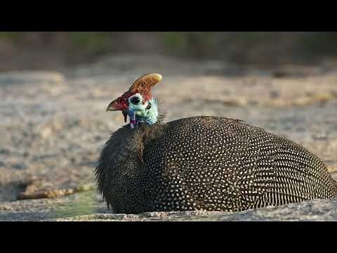 How many eggs does the guinea fowl lay? How fast does the guinea fowl fly?