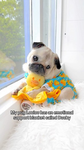 Loulou and her emotional support blanket Ducky 🥹🩵 There’s less than 4 DAYS left to get your 2nd Edition Loulou & Ducky Plush! Don’t miss out on this one, since it will NEVER return after this! Link in our bio to order 🐥🩵 #pug #dog #dogsofinstagram #pugsofinstagram #WeeklyFluff | Loulou the pug