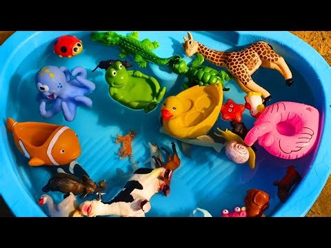 Sea Animal names and soundsClownfish Octopus Shark Sea Turtle Frog Wild Zoo Animals