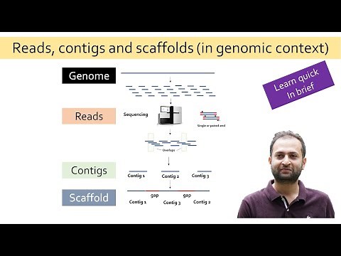 What are reads, contigs and scaffold?