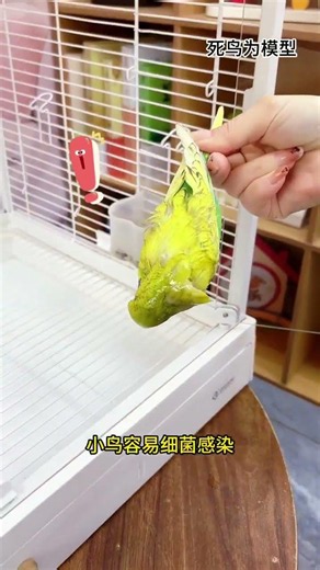“OMG My Parrot Said WHAT?! 😱😂”“You Won’t Believe This Cute Parrot’s Reaction! 🐦💛”“My Parrot’s Funn