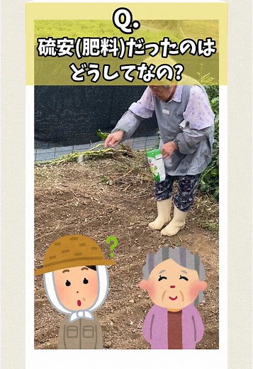 畑で硫安肥料を使用する理由と育て方についておばあちゃんに聞いてみました！