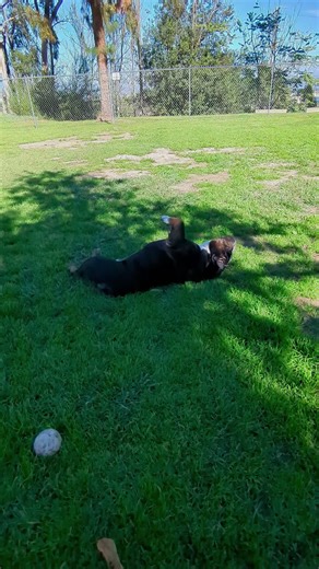 Bowser throws tantrum when it's time to leave the dog park #akcregistered #englishbulldog #park #stud #followme