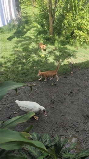 kittens climbing guava tree