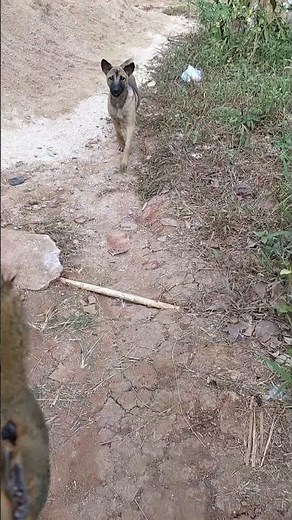 Point 1 ekor tupai sarapan Simba & Sambo