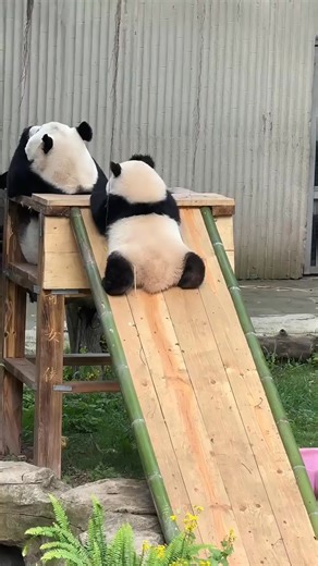 🐼✨ #China’s National Treasure: Panda silly moments that will melt your heart! At Chengdu Giant Panda Base, these fluffy icons are living their best lives — climbing trees, munching endless bamboo, and turning every patch of grass into their personal playground. 🌳 Tree-climbing pros… well, most of the time. 🥢 Bamboo-chomping feast 🤣 Rolling, tumbling, and sliding everywhere — just like real-life Kung Fu Pandas in training. Come see these cuties in person. 🖤🤍 📍 Chengdu Giant Panda Base #Pan