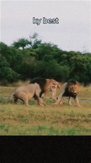 A Battle for Territory and the Pride#animals #wildbattle #fun #lion