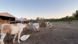 Ima Survivor Donkey and Farm Animal Sanctuary on Reels