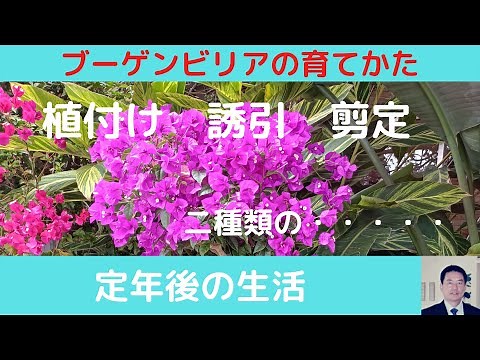 ブーゲンビリアの育てかた 植付け 誘引 剪定時期 #植物 #ブーゲンビリア #剪定 #ガーデニング #植木 #亜熱帯植物 #花