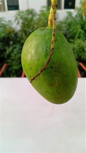 Delicious Mango Mix Recipe 🍋 | Easy Aam Makha at Home