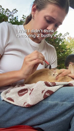 Botfly Removal from My Bunny Timmy's Experience