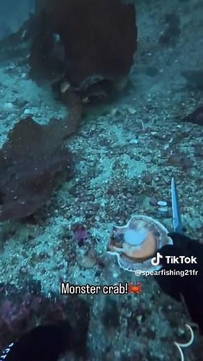 Crab Fishing Techniques: Dive into Spearfishing Tips