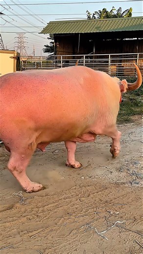 Winter sunrise walk shepherds guiding a mighty albino swamp buffalo with pure care 🌞🐂