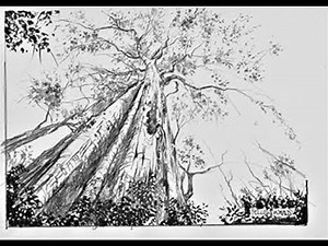 How to draw a tree in pencil. Yellow wood.