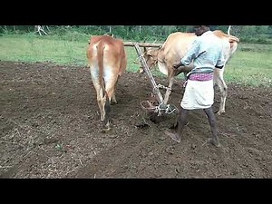 Ploughing with Bulls | Our Ancestors' Traditional Farming Lifestyle