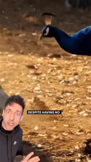 Creature of the day: The Peafowl 🦚 🦚 🦚 🦚 Peafowl is a common name for two bird species of the genus Pavo and one species of the closely related genus Afropavo within the tribe Pavonini of the family Phasianidae (the pheasants and their allies). Male peafowl are referred to as peacocks, and female peafowl are referred to as peahens. Despite this, peacock is usually used to refer to both sexes, in common language. The two Asiatic species are the blue or Indian peafowl originally from the India