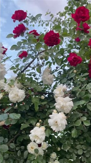 Beautiful Red & White Roses in Nature #shorts #naturevideo #flowers #shortsfeed #nature