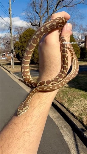 Hypo Het Stonewashed Bredl’s Python