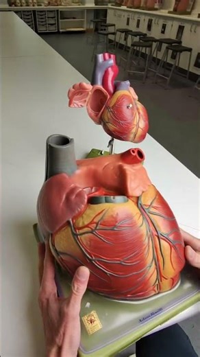 Foramen ovale in the heart #anatomy