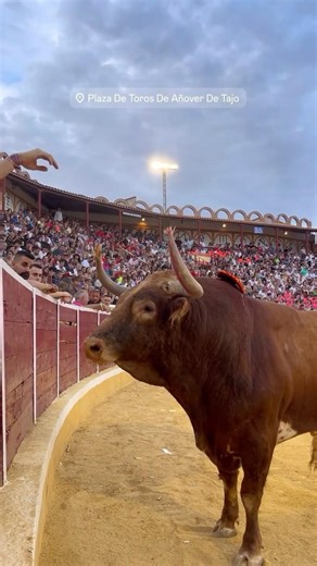 ¡¡Cuidado con el toro!! 😮🐃