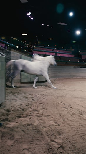 Show ready! 🤩 ✨ ✨ | Medieval Times Dinner & Tournament - Lyndhurst NJ