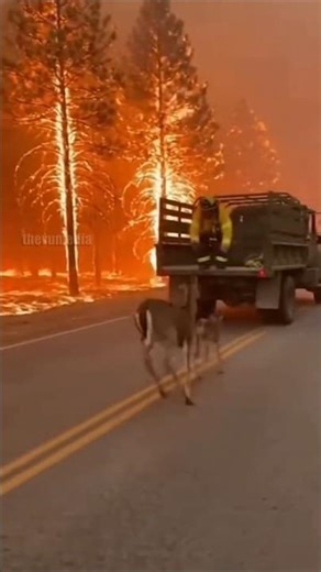 Brave firefighter rescues a deer and her fawn from a raging wildfire, rushing them to safety. 🦌🔥🚒