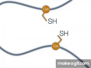 What is a disulfide bond? on Make a GIF