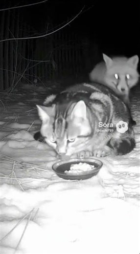 Fox and Cat Eat Fish Puree at Night3🦊🐱 #cat #fox #wildlife #shorts #animals #cute