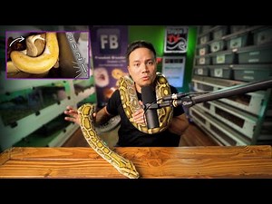 Next Year's Ball Python Breeding Season