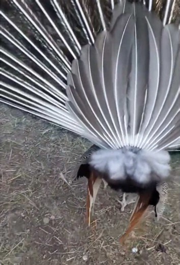 Funny Peacock Behaviors That Will Make You Laugh