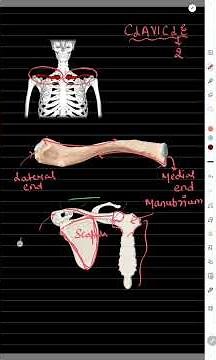 Structure of Clavicle | Collar bone | Acromion process | Manubrium