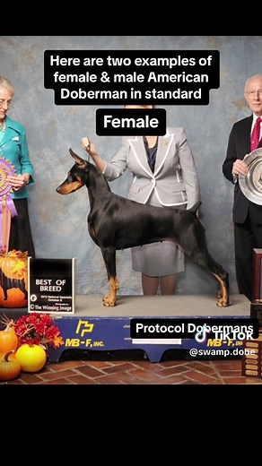 Desmitificando los Doberman 'Warlock'