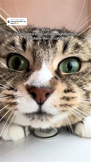 Birds Get Cussed Out at the Cat Cafe