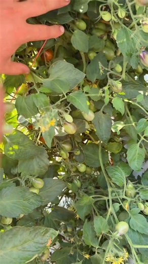 The plants are loaded. I’ve seen a lot of heavy fruit yields, but never seen plants like this in my entire life! #tomato #tomatoes #heirloom #gardensofinstagram #garden #instagarden #gardening #gardeningtips #gardentips | MIgardener