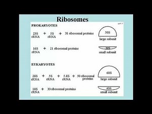 101 Ribosomes and Polysomes