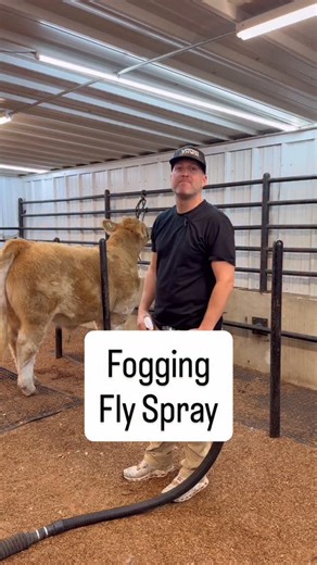 Stock Up Supply on Instagram: "How to fog your fly spray on #livestockshow #steershow #heifershow #showcattle #cattleshow"