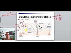 Cell respiration overview