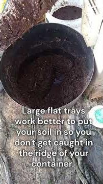 Soil Blocking And Transplanting Soil Blocks #gardeningforbeginners #seedstarting #howtogardening