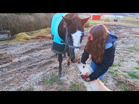 GOLDEN RETRIEVER MEETS A HORSE! (Super Cooper Sunday #45)